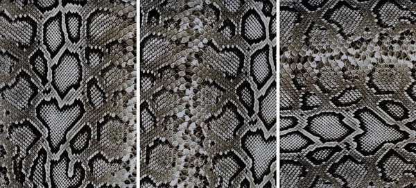 Snakeskin leather textures — Stock Photo, Image