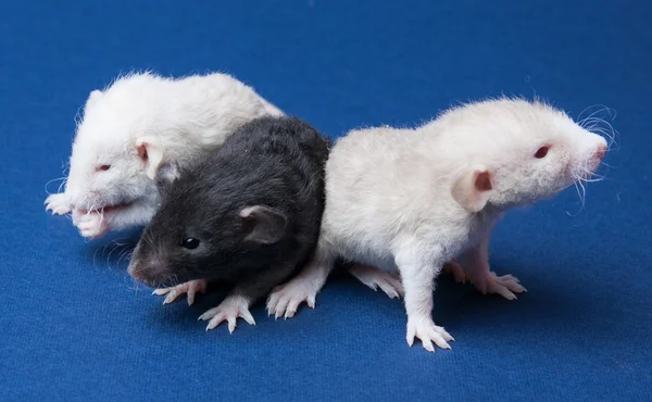 üç küçük fareler