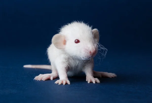 Маленькая пушистая крыса с красными глазами — стоковое фото