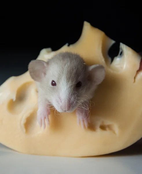 Крыса с сыром — стоковое фото