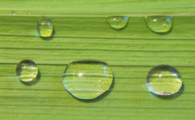 Yeşil bitki yaprağı damla ile