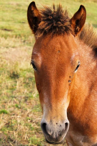 Horse — Stock Photo, Image