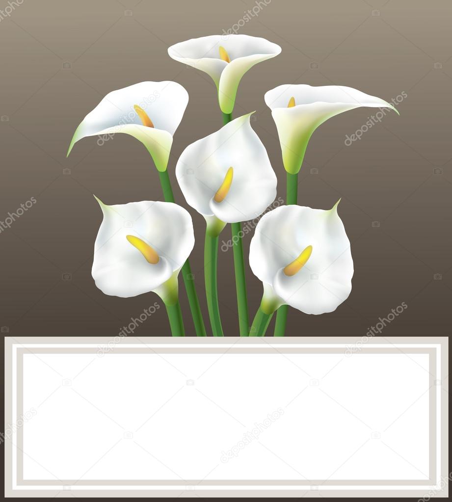Calla lily - greeting card