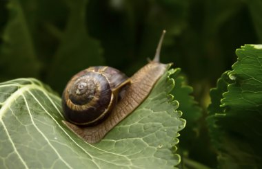 Yeşil yapraklı salyangoz