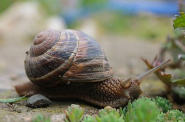 Salyangoz yeşil bahçesinde