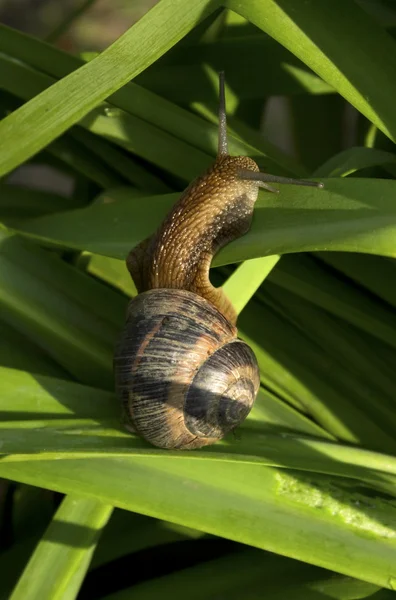 Snail on green leaves — Stock Photo, Image