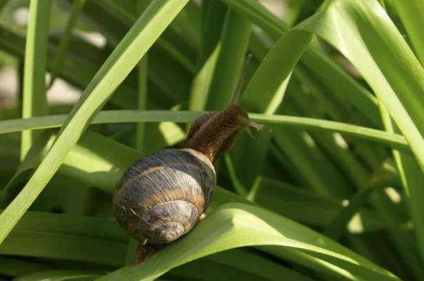 Snail on green leaves — Stock Photo, Image