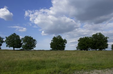 Yeşil çimenler ve ağaçlarla kaplı yaz manzarası