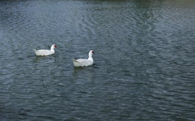 Gölde yüzmeye beyaz ördek