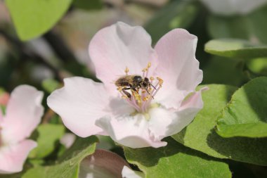 Ayva ağacı üzerinde arı