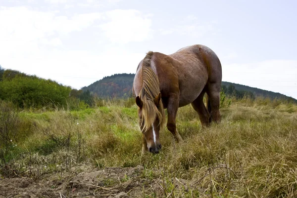 Beautiful horse — Stock Photo, Image