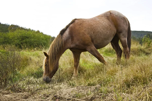 Beautiful horse — Stock Photo, Image