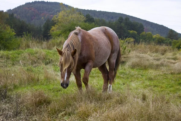 Beautiful horse — Stock Photo, Image