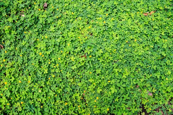 doğal yaprak yeşil duvar, çevre dostu arka plan