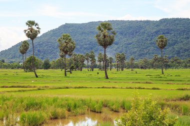 pirinç alan beyaz bulut blusky