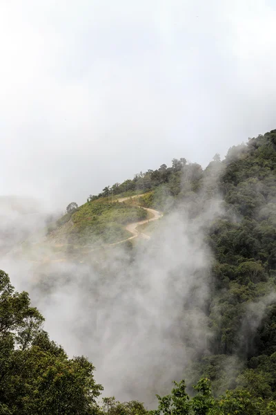 Estrada de colina com árvore verde — Fotografia de Stock