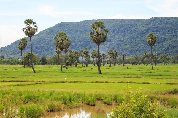 pirinç alan beyaz bulut blusky