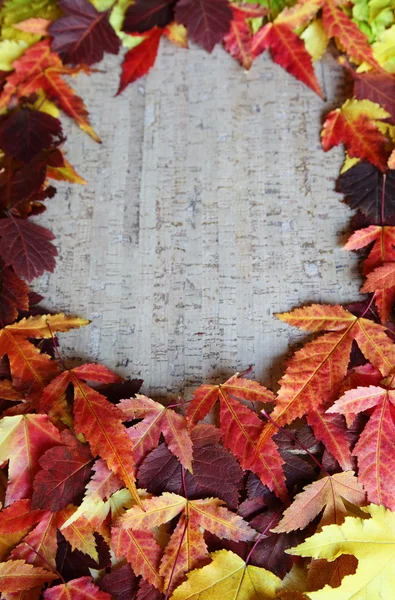 秋のテクスチャ — ストック写真