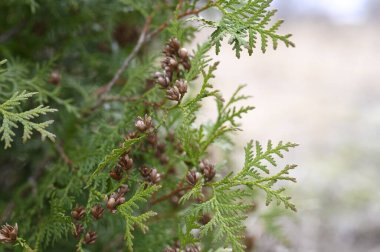 mature cones oriental arborvitae and foliage thuja. close up of bright green texture of thuja leaves with brown seed cones
