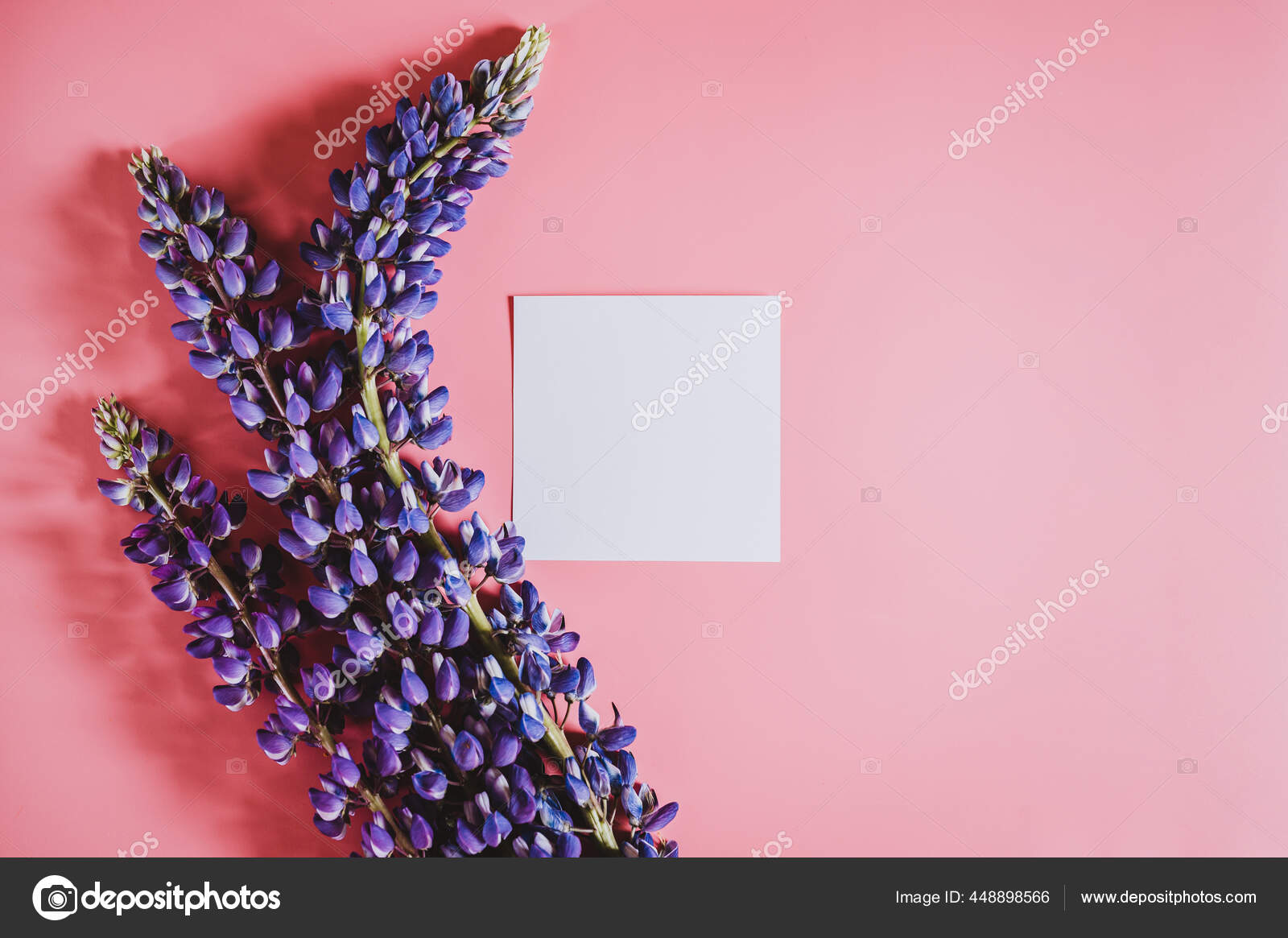 空白白纸卡片上的文字模型框架由蓝色紫丁香色的花在粉红色的背景平面上盛开案文的篇幅 图库照片 C Ksenia She