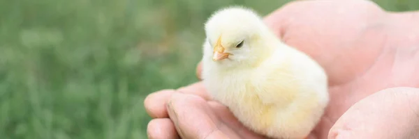 cute little tiny newborn yellow baby chick in male hands of farmer on green grass background. banner