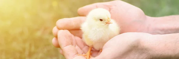 cute little tiny newborn yellow baby chick in male hands of farmer on green grass background. banner. flare
