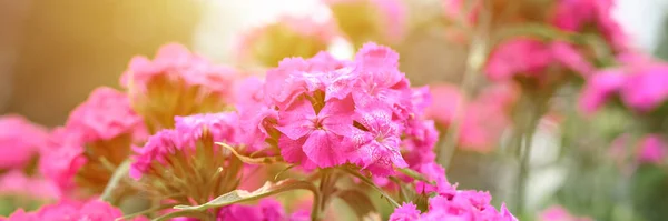 pink turkish carnation bush flower in full bloom on a background of blurred green leaves, grass and sky in the floral garden on a summer day. banner. flare