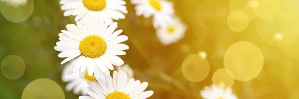 chamomile or daisy white flower bush in full bloom on a background of green leaves and grass on the field on a summer day. banner. flare, bokeh