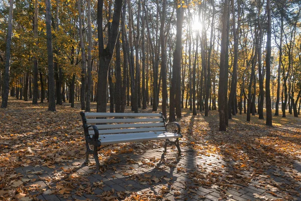Herbstlicher Hintergrund Leere Bank Draußen Park Herbstabend — Stockfoto