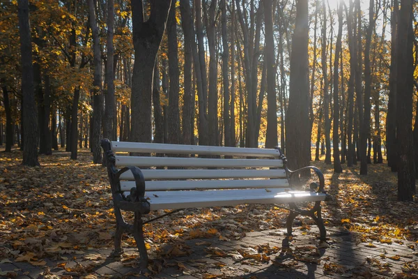 Herbstlicher Hintergrund Leere Bank Draußen Park Herbstabend — Stockfoto