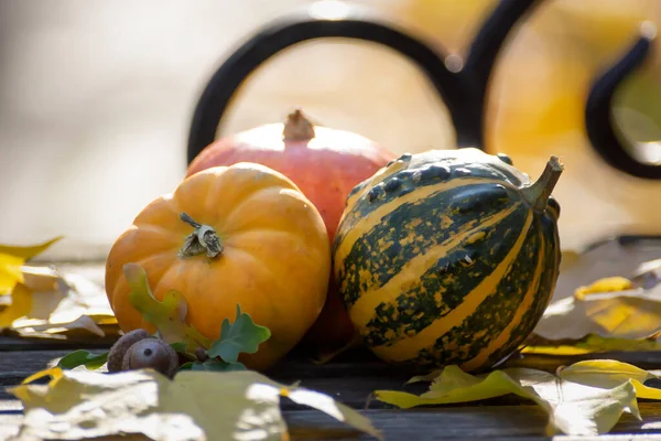 Vacances Thanksgiving Citrouilles Ensemble Blanc Avec Des Branches Baies Rouges — Photo