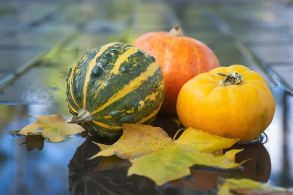 Vacances Thanksgiving Citrouilles Ensemble Blanc Avec Des Branches Baies Rouges — Photo