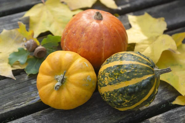 Vacaciones Acción Gracias Conjunto Calabazas Blancas Con Ramas Bayas Rojas — Foto de Stock