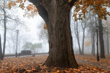Sonbaharda şehir parkı, sisli bir sabah. Gomel, Belarus.
