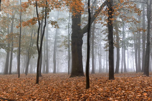 Sonbaharda şehir parkı, sisli bir sabah. Gomel, Belarus.