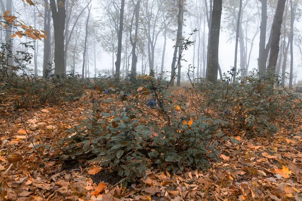 City Park Autumn Foggy Morning Gomel Belarus — Stock Photo, Image