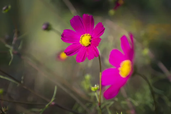 Various bright and beautiful flowers blooming in gardens and parks.