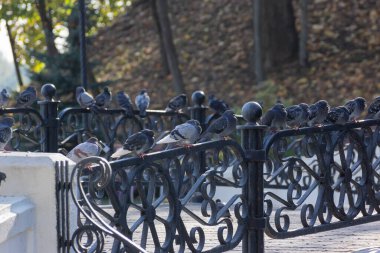 Parklarımızda yaşayan kuşlar. Ördekler, kuşlar ve güvercinler..