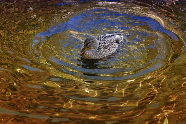 Die Vögel Die Unseren Parks Leben Enten Schwäne Und Tauben — Stockfoto
