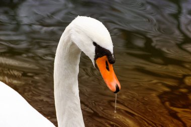 Parklarımızda yaşayan kuşlar. Ördekler, kuşlar ve güvercinler..