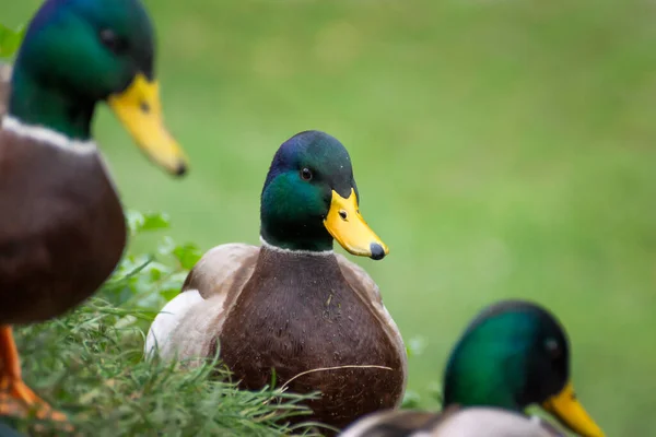 Die Vögel Die Unseren Parks Leben Enten Schwäne Und Tauben — Stockfoto