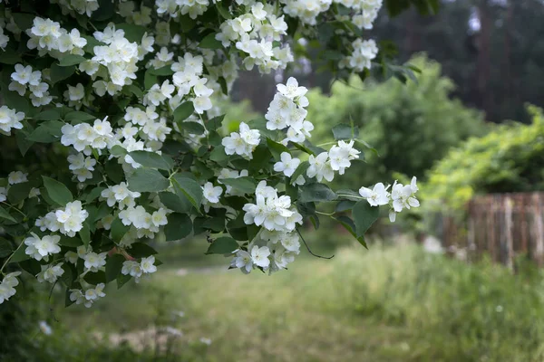 Vackra Jasmin Blommor Som Växer Buske Trädgården Med Suddig Bakgrund — Stockfoto