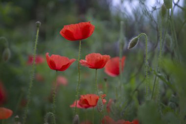 Güzel ve parlak kırmızı gelincik çiçekleri ile güzel bokeh.