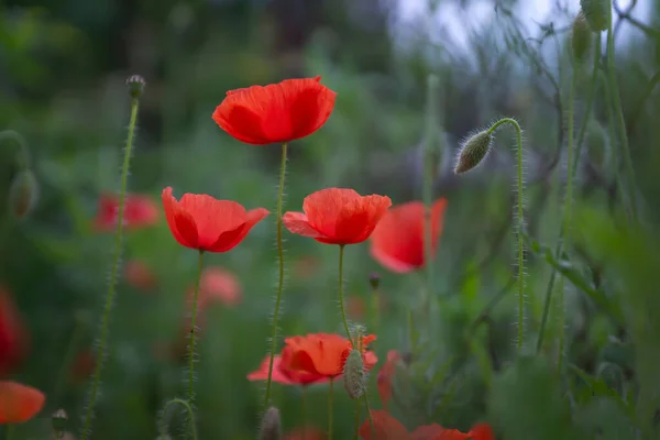 Güzel Parlak Kırmızı Gelincik Çiçekleri Ile Güzel Bokeh — Stok fotoğraf