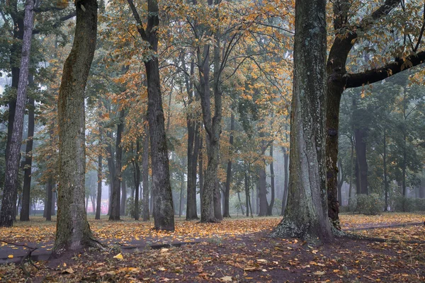Kora Reggel Köd Parkban Gomel Fehéroroszország — Stock Fotó