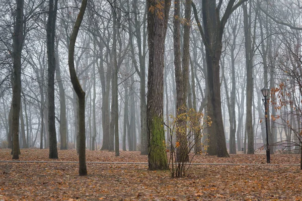 Kora Reggel Köd Parkban Gomel Fehéroroszország — Stock Fotó