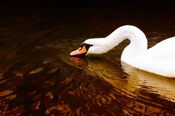 Weißer Schwan Schwimmt Anmutig Stadtweiher — Stockfoto