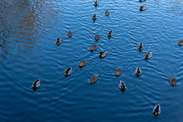 Los Patos Salvajes Nadan Estanque Ciudad Día Otoño — Foto de Stock