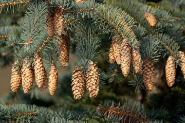 Gökyüzünün arka planında, ladin dalında bir sürü güzel ladin konisi var..