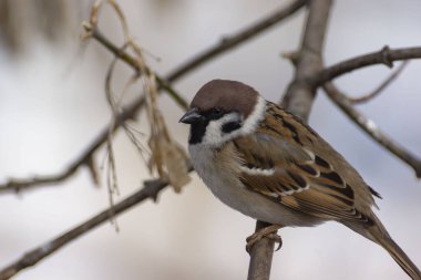 Şehir kuşları meme faresi, parktaki ağaç dallarına tünemiş serçeler..